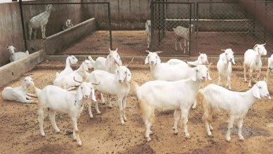 coronavirus, coronavirus lockdown, coronavirus nationwide lockdown, COVID-19 lockdown, World news, Indian Express