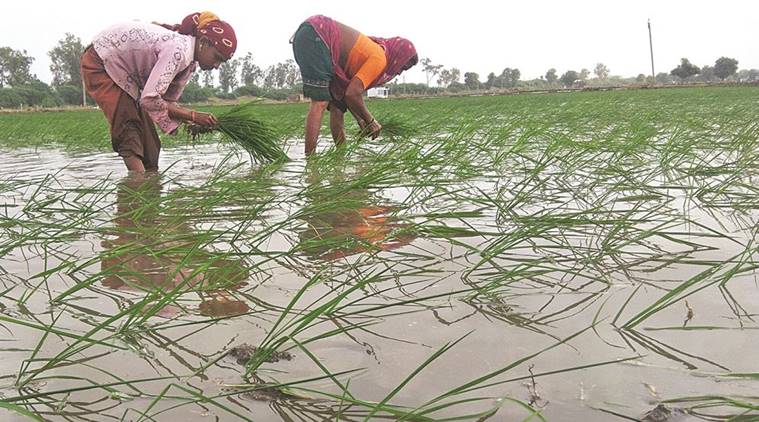 monsoon, Farmers, Kharif crops, Rice crops, Rice production, agrarian crisis, bad monsoon, Devendra Fadnavis, Indian Express