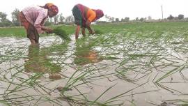 maharashtra claim settlement, Pradhan Mantri Fasal Bhima Yogna, kharif crop, insurance worries, indian express