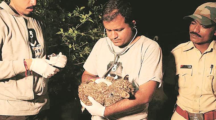 Pune: 13-week-old lost leopard cub rescued from sugarcane field, reunited with its family