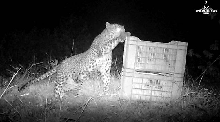 Pune: 13-week-old lost leopard cub rescued from sugarcane field, reunited with its family