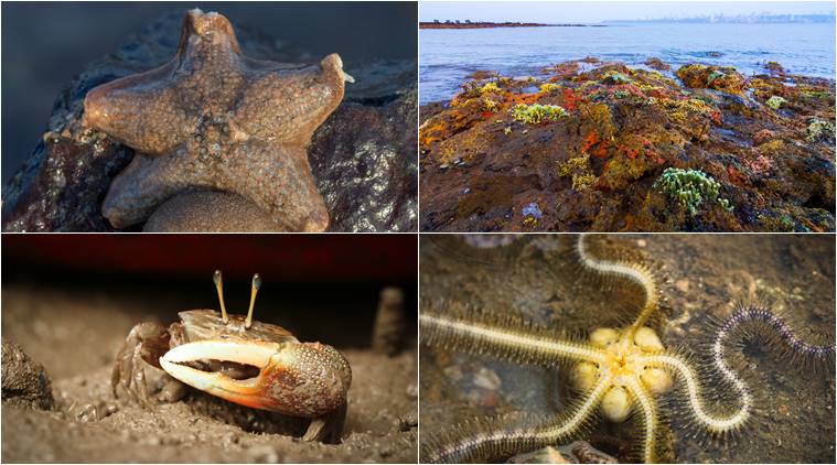 Sunday eye, eye stories, marine drive, mumbai travel, mumbai news, indian express, indian express news