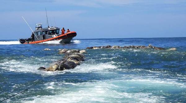 About 300 endangered sea turtles found dead off Mexican coast