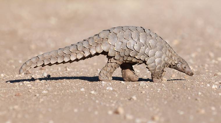 turtles, tortoises, mongooses, pangolin, illegal killing, China, trafficking, animal rights, protection, indian express, indian express news
