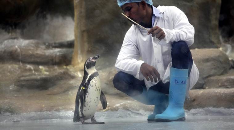 flip a zoo penguin