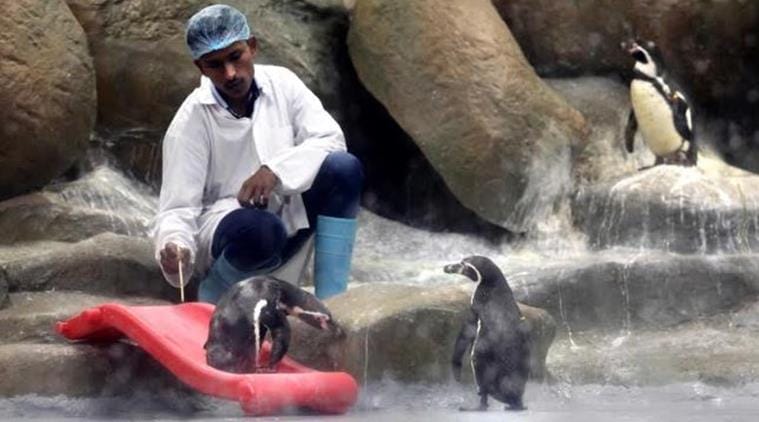 penguin death, mumbai penguin death, india penguin dies, penguin news, india first ever penguin, humboldt penguin death, mumbai zoo penguin, mumbai zoo, first penguin born india, mumbai zoo, latest news, indian express, byculla zoo