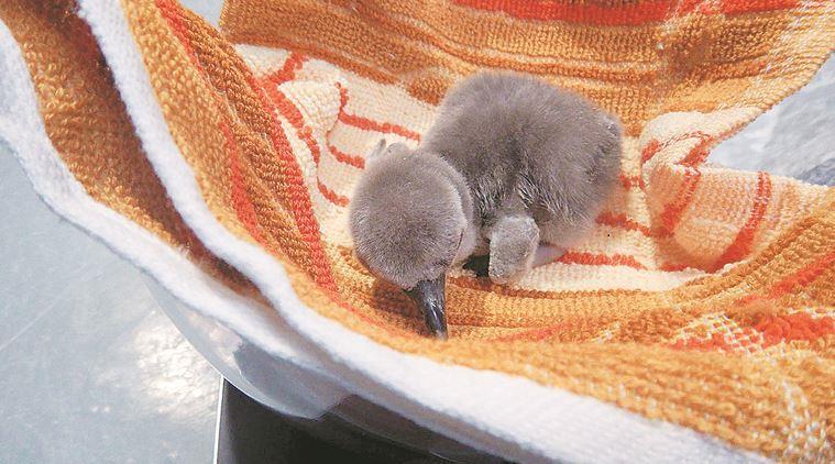 First-ever penguin born in India dies at Mumbai’s Byculla zoo | India ...