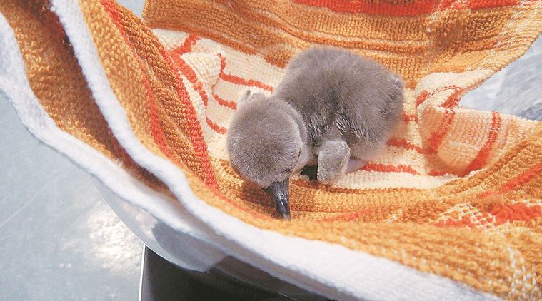 As parents and vets watch, India’s first penguin takes birth on I-Day ...