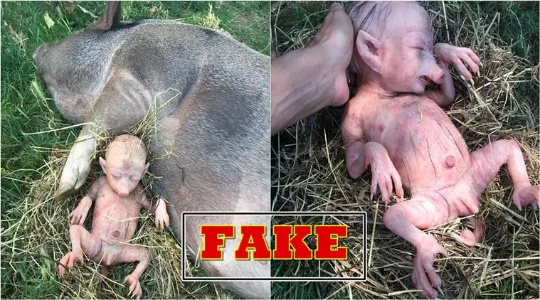 pig human baby, pig deliver human like baby, pih-human baby, pig gives birth human baby, fake news, viral photos, viral videos, indian express