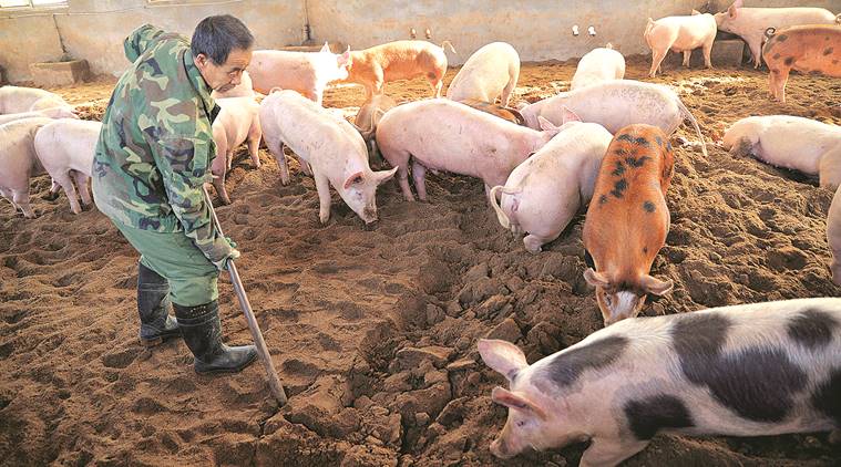 2014 photo of an organic pig farm in China. Outbreak could potentially devastate Chinese herds. (Source: AP)