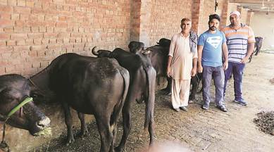 Punjab: Farmers take to rearing male buffalo calves — only to sell for meat  | India News,The Indian Express