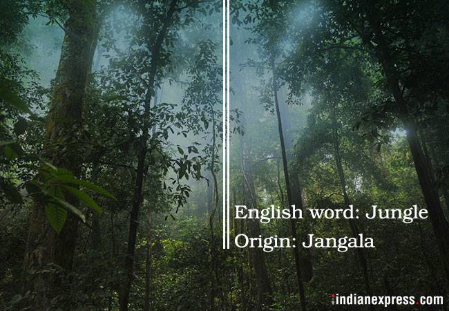 Sanksrit words, english words from sanskrit, words derived from sanskrit, sanskrit fun fact, sunskrit trivia, indian express, indian express news