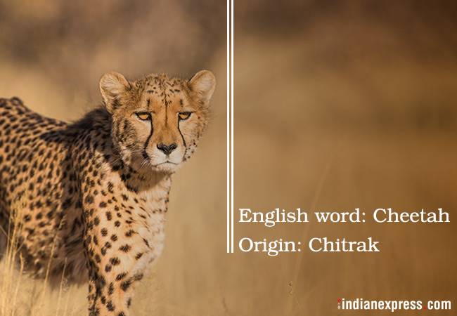 Sanksrit words, english words from sanskrit, words derived from sanskrit, sanskrit fun fact, sunskrit trivia, indian express, indian express news