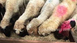 Will give bags to dispose animal remains: East delhi municipal body