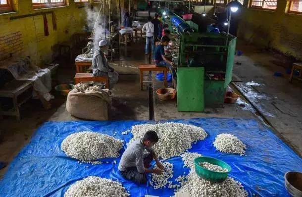 Mulberry nursery for silk to make way for govt quarters in Srinagar