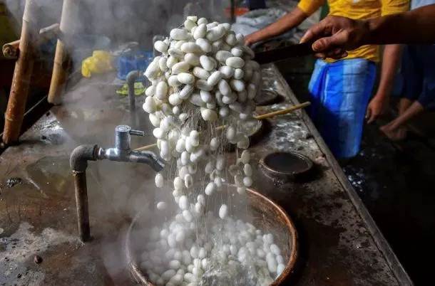 Mulberry nursery for silk to make way for govt quarters in Srinagar