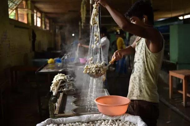 Mulberry nursery for silk to make way for govt quarters in Srinagar