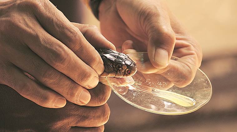 Research, training needed: Why snakebites remain a burden for India