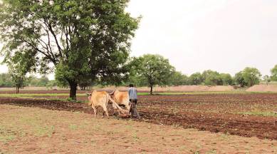 monsoons season, Soyabean farmers, germination failure, Maharashtra news, Indian express news