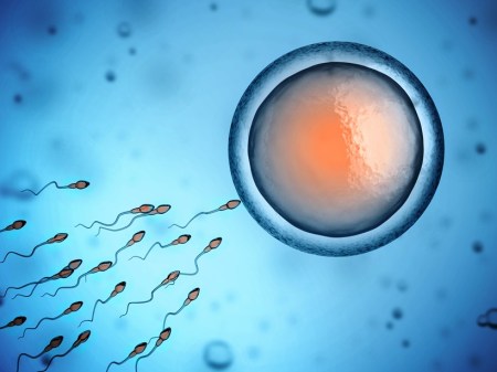 human sperm and egg cell, men sperm, male fertility