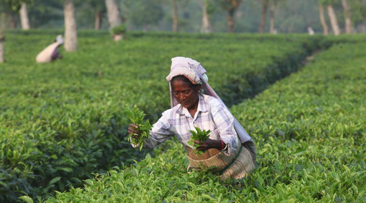 Minimum Wage Talks Between Tea Garden Workers In Siliguri Plantation Owners Reach Impasse Cities News The Indian Express