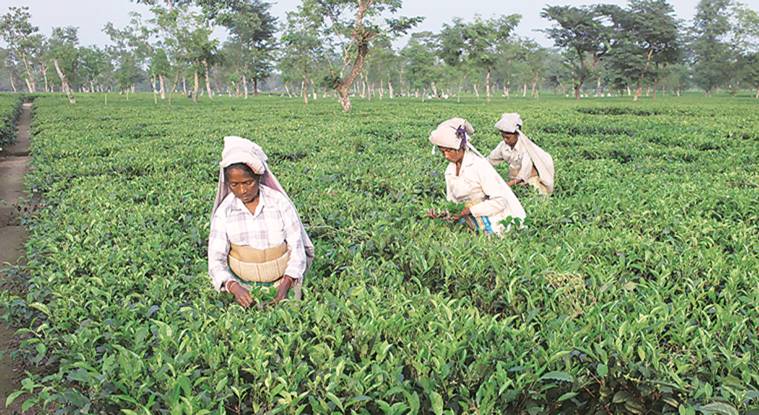 West Negal: On day two of strike, tea garden workers hold rallies, activists speak out in their support