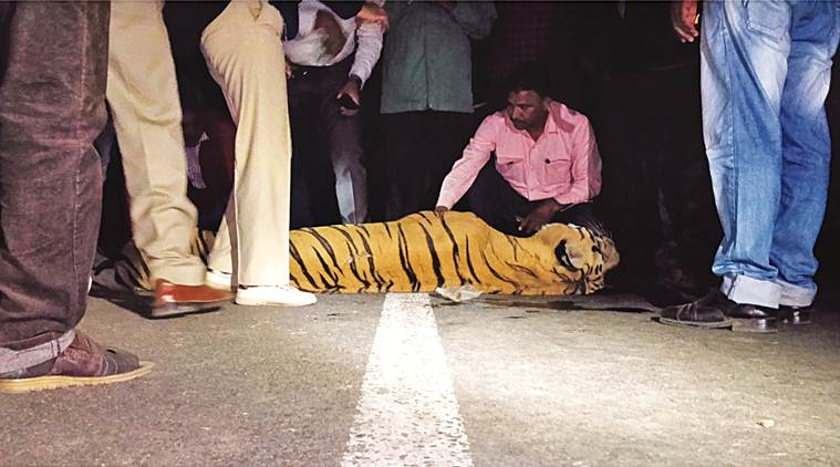 How do roads impact wildlife, and why should anyone bother?