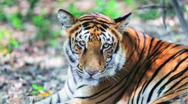 jim corbett, man eater, lion, tiger, wild animals, forest, jungles, uttarakhand, uttarakhand wild life, indian express, indian express news