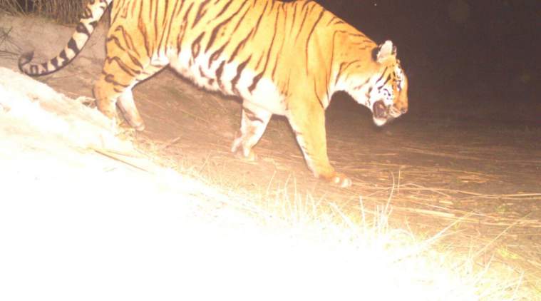 Tiger Paw Porn - Hear her roar: The tigress that stalks an Assam village | North East India  News,The Indian Express