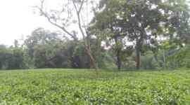 Tripura Organic Tea