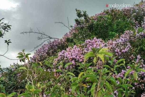 'Breathtaking': Neelakurinji blooms first time in 12 years