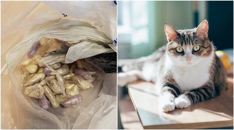 dog, cat, Cat finds bag of drugs, cat found drugs, drugs, cocaine and heroin