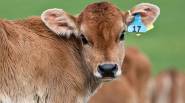 Aadhaar Surat Civic Body s Weapon To Deal With Stray Cattle 