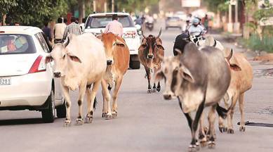 Stray cattle turning 'non-vegetarian', sent for treatment: Goa minister |  Goa News - The Indian Express