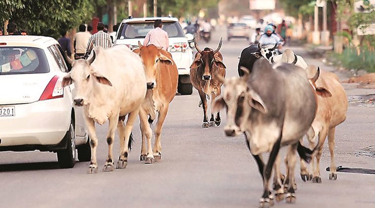 Farmers in Jikhan Gaon village have revived their agitation and locked bovines in schools and public health centres. (Representational)