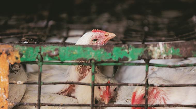 gazipur murga mandi, chicken slaughter banned, designated slaughterhouse to be set up, Chicken slaughter poor waste disposal, Delhi Pollution Control committee, chicken sale, Delhi, Indian Express