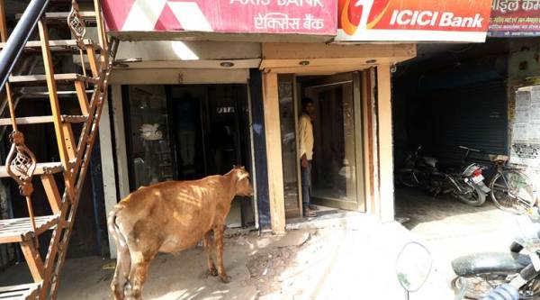 Civic body proposes hike in fine for leaving animals on road