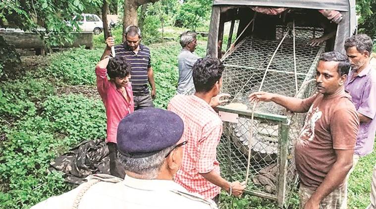 Vadodara’s ‘bravest’ crocodile rescuer dies at 43