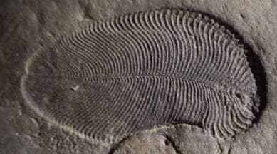 dickinsonia, oldest known fossil creature, russia, australia, research, science, biology, jelly like dickinsonia, Bobrovskiy, oldest known animal on earth, pre cambrian era, indian express, indian express news