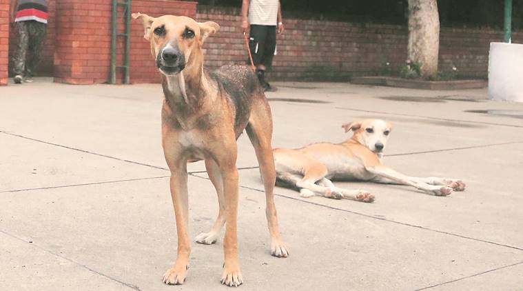 PMC shortlists 4 agencies for vaccination, sterilisation of stray dogs |  Cities News,The Indian Express