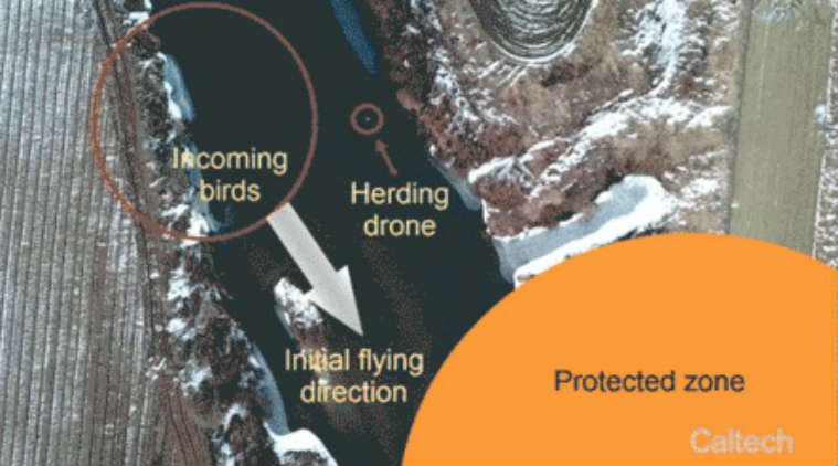 Robotic drones, unmanned aerial vehicles, Imperial College London, drones controlling airspace, California Institute of Technology, herding algorithm, Korea Advanced Institute of Science and Technology, flocking models, avaition industry birdhits