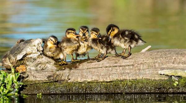 Korean man raises ducklings, man raises ducklings as children, Korean man raises 21 ducklings, ducks, duckling story, Korean man raises ducklings viral story, indian express, indian express news
