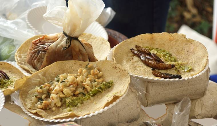 insects food, worm food, insect diet, insect protein source, eating insects, eating worms, indian express, indian express news