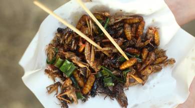 insects food, worm food, insect diet, insect protein source, eating insects, eating worms, indian express, indian express news