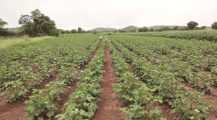 cotton, cotton farmers, agriculture sector, Gujarat cotton farmers, pink bollworm larvae, cotton insect, MSP, cotton harvest, Indian Express