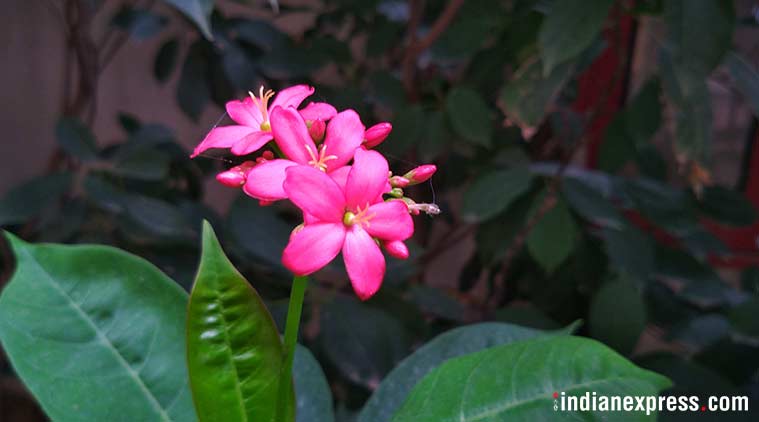 motorola one power, motorola one power review, motorola one power price in india, motorola one power features, motorola one power specifications, motorola one power battery, motorola one power display, motorola one power flipkart, motorola one power price, motorola one power flipkart sale, motorola one power availability, motorola one power technology review, android one, motorola, lenovo