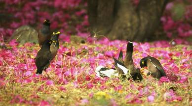 favourite birds, list of favourite birds, shikra, flamingo, great white pelicans, magpie robins, myna, pahari crows, rose ringed parakeets, indian express, indian express news