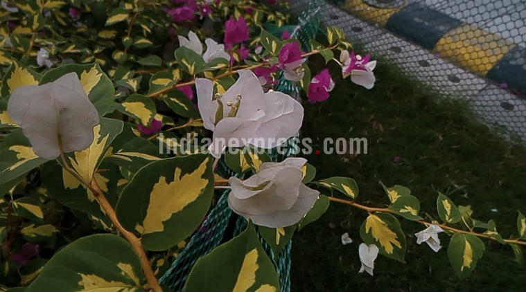 iVoomi Innelo 1, Innelo 1 first impressions, Innelo 1 price in India, iVoomi Innelo 1 specifications, Innelo 1 sale in India, iVoomi Innelo 1 review, Innelo 1 features