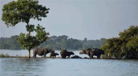 Kaziranga National Park, Report identifies 9 animal corridors in Kaziranga National Park, NH 37 cutting through Kaziranga, Central Empowered Committee Kaziranga, mining ban in Kaziranga, indian express