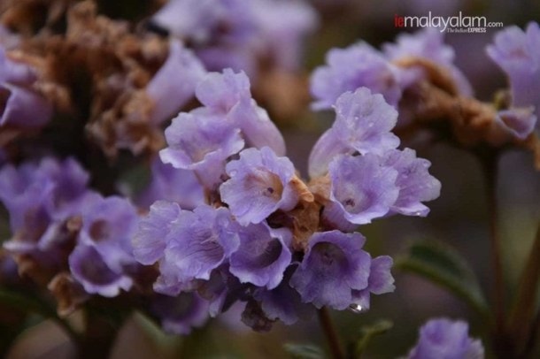 'Breathtaking': Neelakurinji blooms first time in 12 years